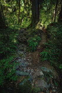 Hiking in Oregons breathtaking rain forest 
