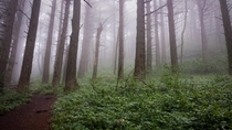 Hiking into the mist Dog Mountain WA 