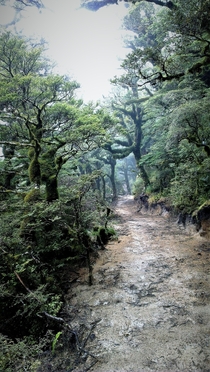 Hiking through fog and rain Lake Waikaremoana Track New Zealand 