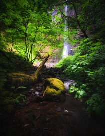 Hiking through Trail of Ten Falls found this little spot with some nice lighting coming through the canopy Silverton OR 