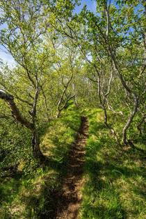 Hiking trail through a Birch Grove in Northern Iceland 