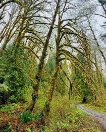 Hiking trail through mossy trees on a misty spring morning - Cascades WA - 