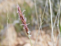 Hilaria rigida big galleta OC captured in the Mojave desert 
