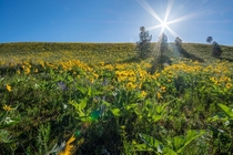 Hills near Missoula Montana covered with arrowleaf balsamroot - thinking of spring 