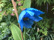 Himalayan poppy Meconopsis Lingholm in bloom the others got battered in the stormy weather