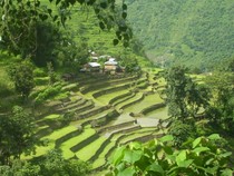 Himalayan Rice Terraces 