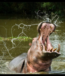 Hippo bulls shows of his tusks
