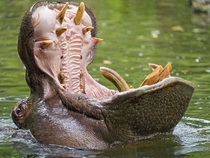 Hippopotamus with his jaw wide open