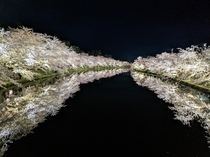 Hirosaki Castle Cherry Blossoms at night 