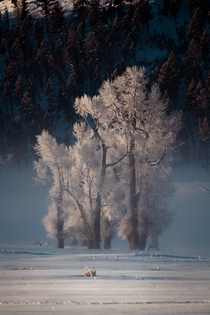 Hoar Frost in Yellowstone National Park x bryanmalloch