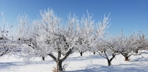 Hoars frost on an apple tree in Trempealeau Wisconsin 