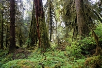 Hoh National Rain Forest Washington State 