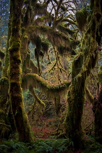 Hoh Rain Forest - a surreal place - 