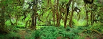 Hoh Rainforest in Olympic National Park 