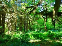 Hoh Rainforest Olympic National Park Washington State USA 