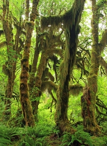 Hoh Rainforest Washington State 