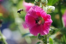 Hollyhock Alcea rosea with a bee in it 
