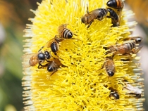 Honeybees enjoying this Banksia attenuata Sandplain Banksia inflorescence Gracetown Western Australia