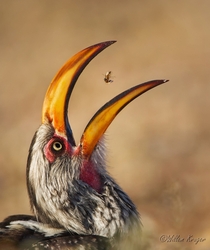 Hornbill foraging by Willem Kruger 