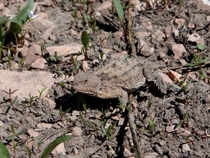 Horned Toad also known as short-horned lizard 