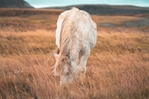 Horse in Iceland 