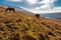 Horses grazing on the mountainside of Pen-Y-Fan Wales  Redirect from rEarthPorn