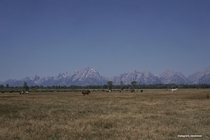 Horses in front of the insanely majestic and rugged Tetons 