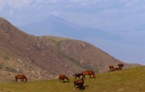 Horses in Kyrgyzstan 