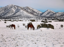 Horses in NM desert 