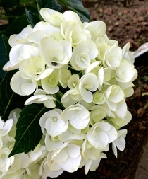 Hortensia White Adore Hydrangea-or French Hydrangea 