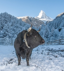 Hrens breed with snow and the Matterhorn Cervin in French in the background view from Zermatt 