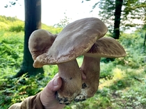 Huge Boletus Mushrooms Funghi Porcini Romania 