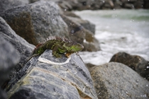 Huge green iguana resting on the rocks off of Dania Beach FL 