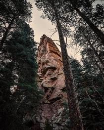 Huge Ponderosa trees and rock formations in Florence Mountain Park Colorado 