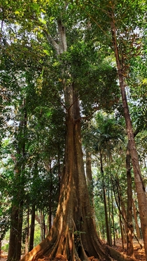 Huge tree in the woods India x OC