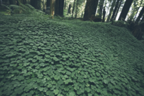 Humboldt Redwoods forest ground cover 