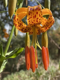 Humboldts Lily Lilium humboldtii on the trail this morning Such a beautiful wildflower