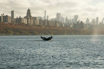Humpback Whale in the Hudson River NYC 