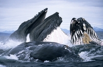 Humpback Whales in Alaska USA Photo credit Duncan Murrell  Robert Harding  Bios 