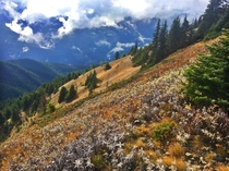 Hurricane Ridge hike overlooking the Olympic National Forest in Washington State 
