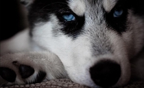 Huskies have the most beautiful eyes x-post from rhusky 