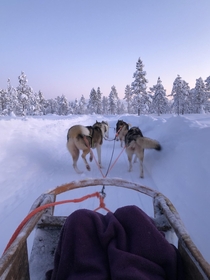 Huskies in Levi Finland