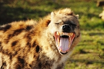 Hyena Hyaenidae