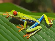 hylidae frog sitting on a leaf