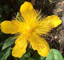 Hypericum  Totally taken for granted but really quite spectacular