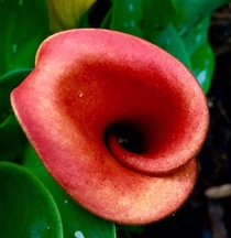 Hypnotic calla lilly zantedeschia