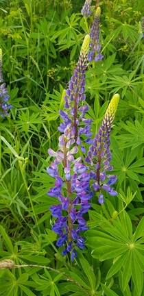 I absolutely love Lupins A great perennial for sure