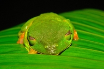 I also took a picture of a Red-Eyed Tree Frog Agalychnis callidryas in Costa Rica This was at Corcovado National Park 