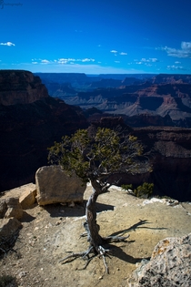 I am Groot Grand Canyon NP OC 