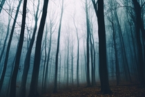 I am lost in the foggy woods of my hometown in German Odenwald 